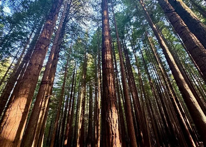 Luxury Redwoods With Heated Pool, Spa, Sauna